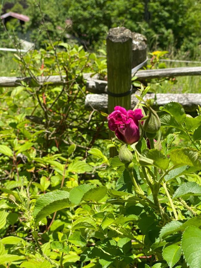 Kurzzeitdomizil In Oberstdorf Lägenhet Exteriör bild